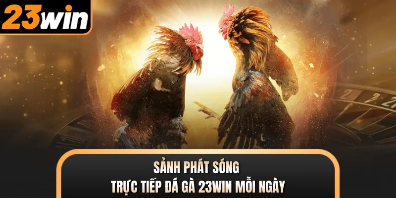 Sảnh phát sóng trực tiếp đá gà 23WIN mỗi ngày